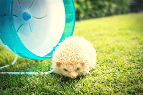 hedgehog running wheel